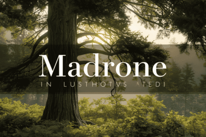 Madrone in Lushootseed Pronunciation Audio: Name and Cultural Significance