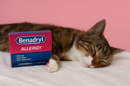 Benadryl Killed My Cat: The Dangers of Giving Human Medicine to Pets