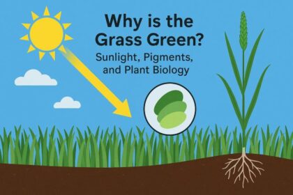 Why Is the Grass Green? Sunlight, Pigments, and Plant Biology